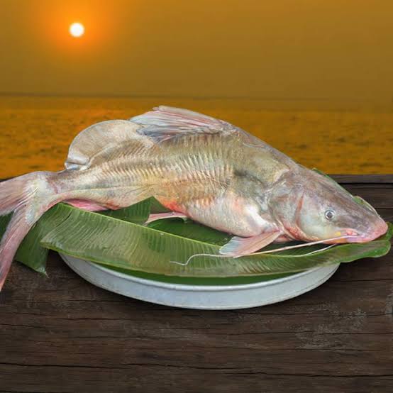 River Ayer Fish(১ থেকে দের কেজি সাইজ)- নদীর আইর মাছ