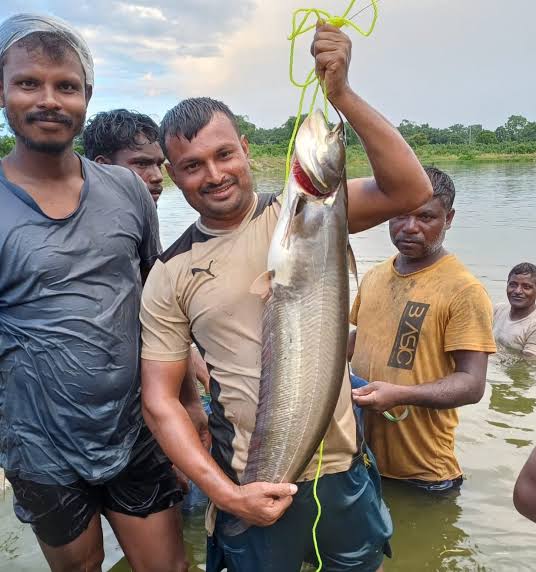 River Boyal Boyal(2kg কেজি সাইজ)II নদীর বোয়াল মাছ-Per Kg