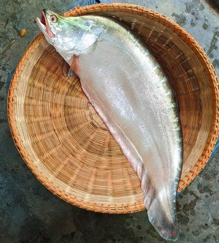 Chitol Fish-2-2.5kg+ Size II চিতল মাছ