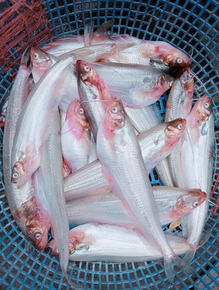 Pabda (Regular Size) পাবদা (রেগুলার সাইজ)