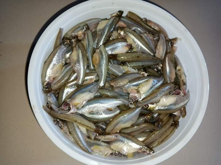 Mola Fish মলা মাছ