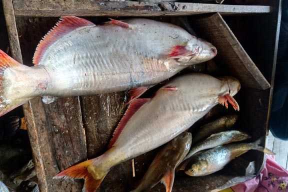 নদীর পাঙাশ মাছ (7-8কেজি+ সাইজ) II River Pangash (7-8kg+ size)