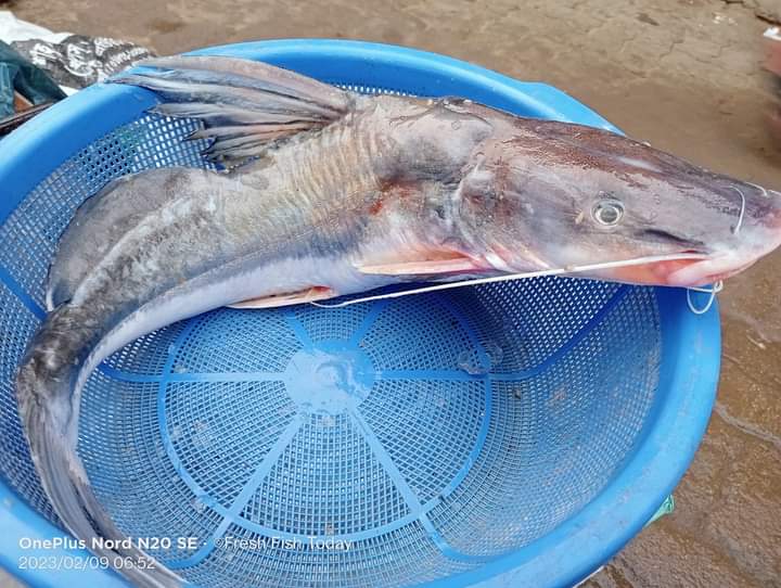 River Ayer Fish(2কেজি+ সাইজ)- নদীর আইর মাছ