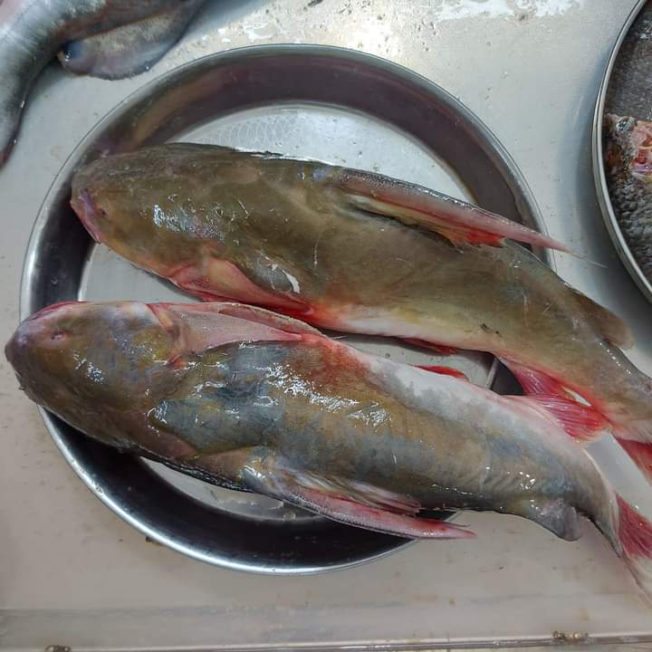 River Ayer Fish(5-7কেজি সাইজ)- নদীর আইর মাছ(River Ayer Fish(5-7কেজি সাইজ)