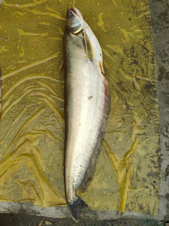 River Boyal Boyal(৭-১০ কেজি সাইজ)II নদীর বোয়াল মাছ