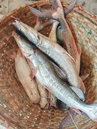 নদীর ছোট আইর(500গ্রাম+ সাইজ)।। River Ayer (500gm+size), ২ পিসে কেজি