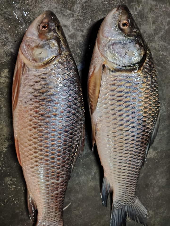 নদীর রুই মাছ।। River Rui Fish (4-4.5kg+ size)