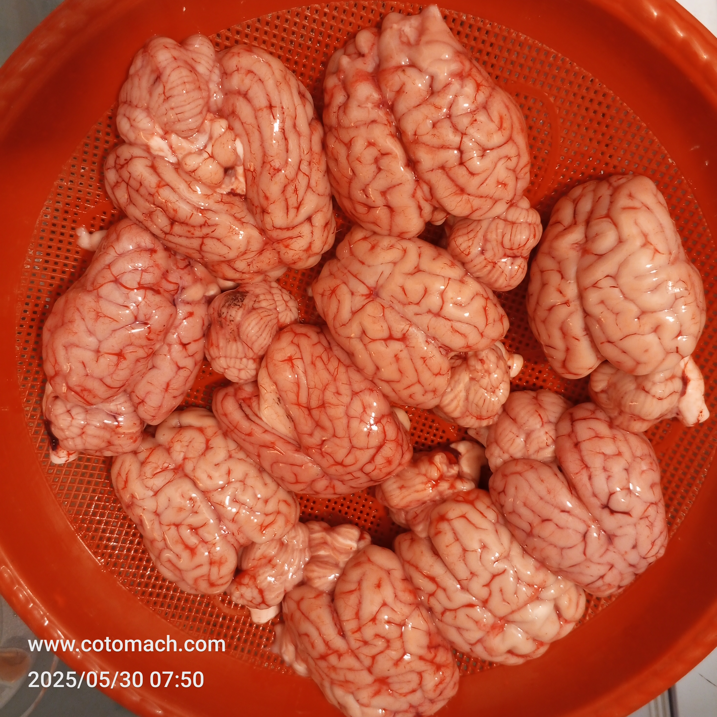 খাসির মগজ।।  Mutton Brain (১০ পিস)