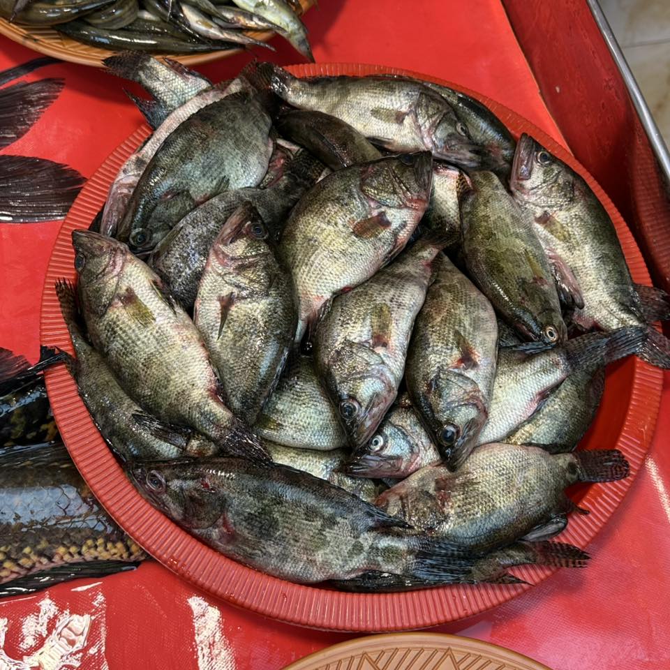 Meni Fish -1kg