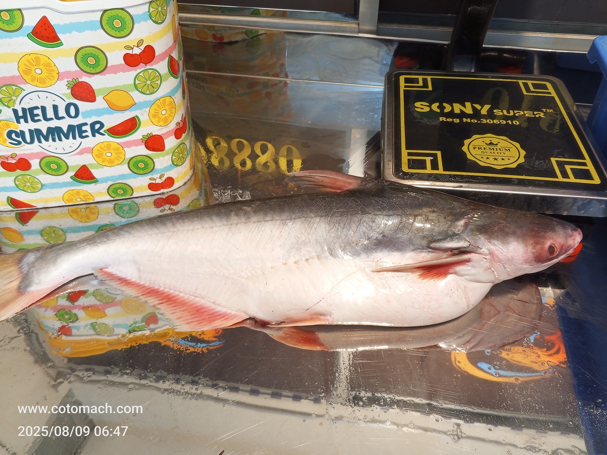 নদীর পাঙাশ মাছ-Per Kg (9-11কেজি+ সাইজ) II River Pangash (9-11kg+ size)