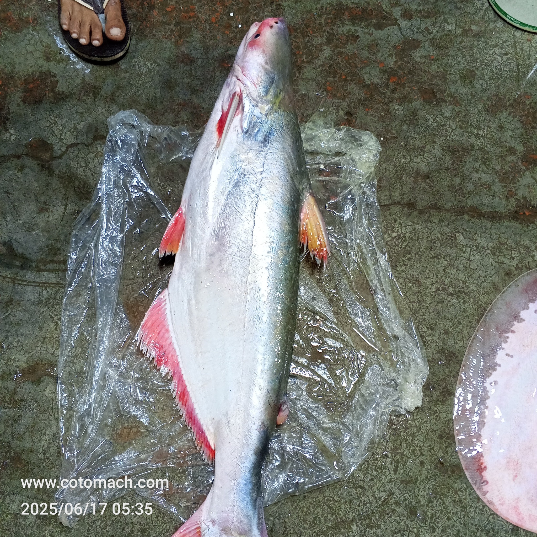 নদীর পাঙাশ মাছ -Per Kg (7কেজি+ সাইজ) II River Pangash (7-8kg+ size)