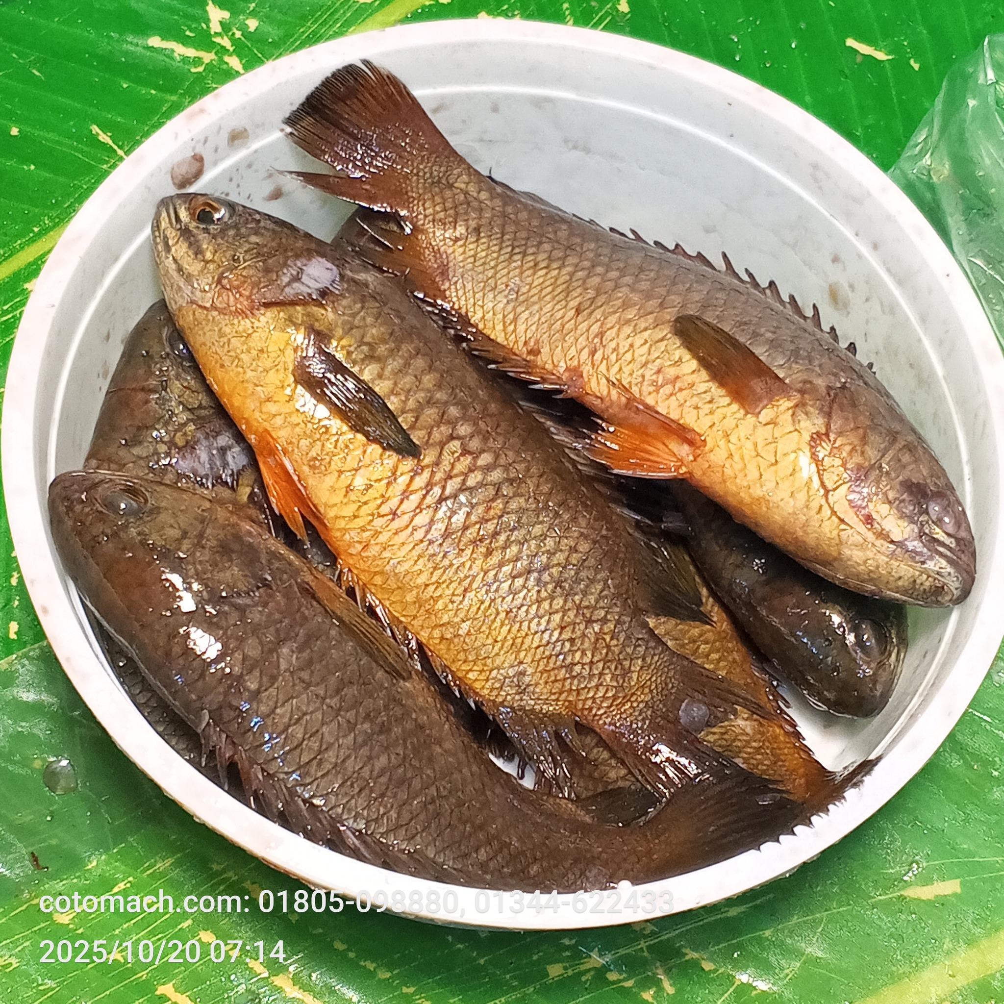 দেশি কৈ মাছ (২০/২৩ পিসে কেজি)