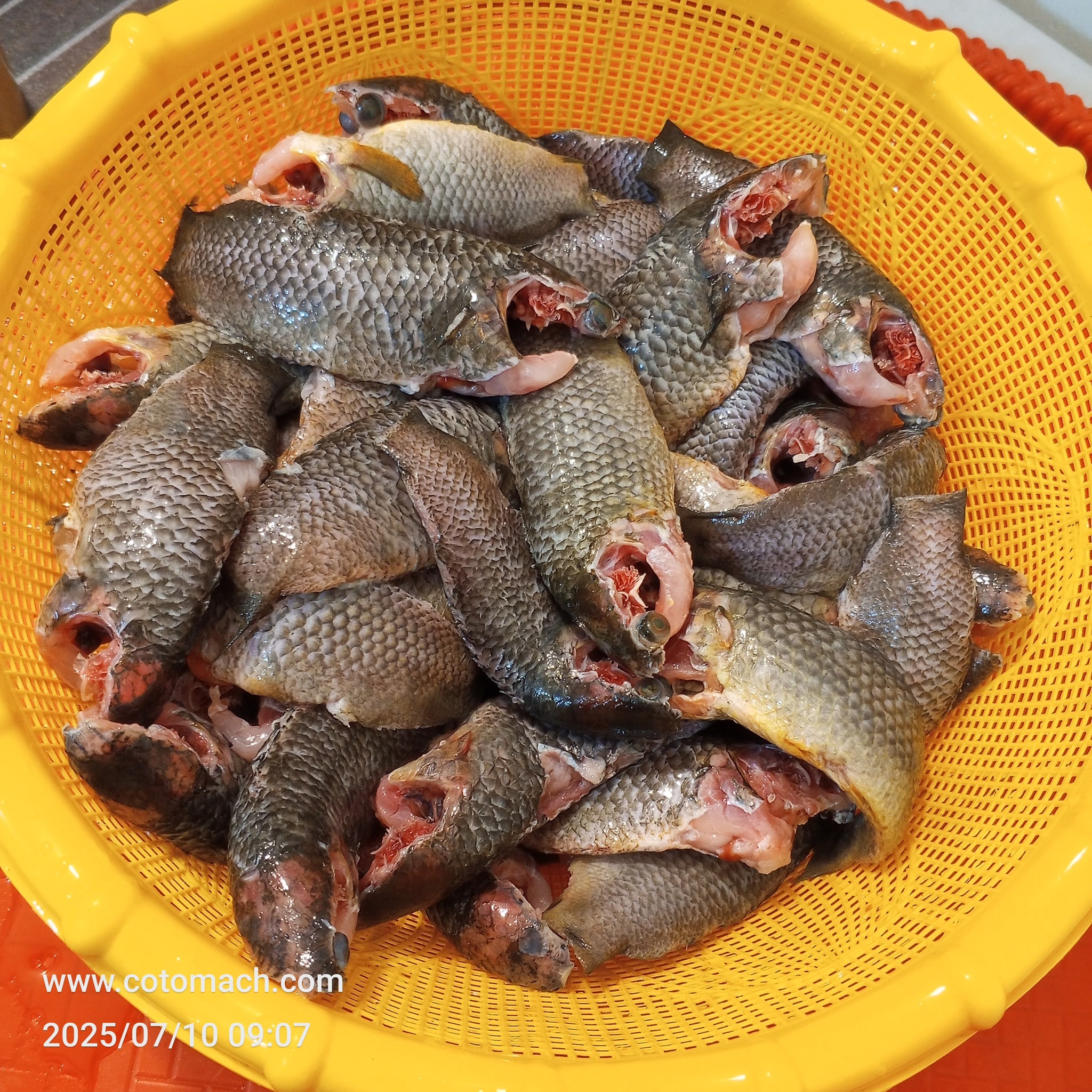 দেশি কই মাছ(২৫/৩৫ পিসে কেজি) - ১ কেজি