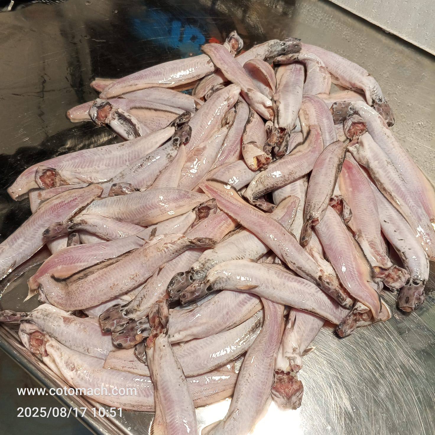 দেশি শিং মাছ - হাফ কেজি