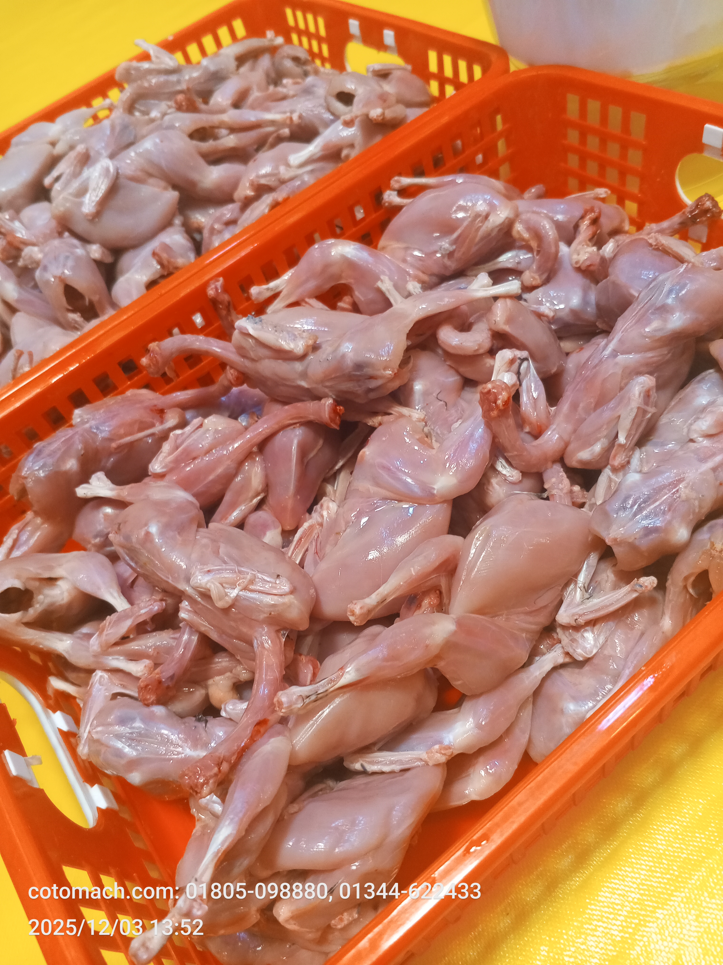 কয়েল পাখির মাংস - ২০ পিস