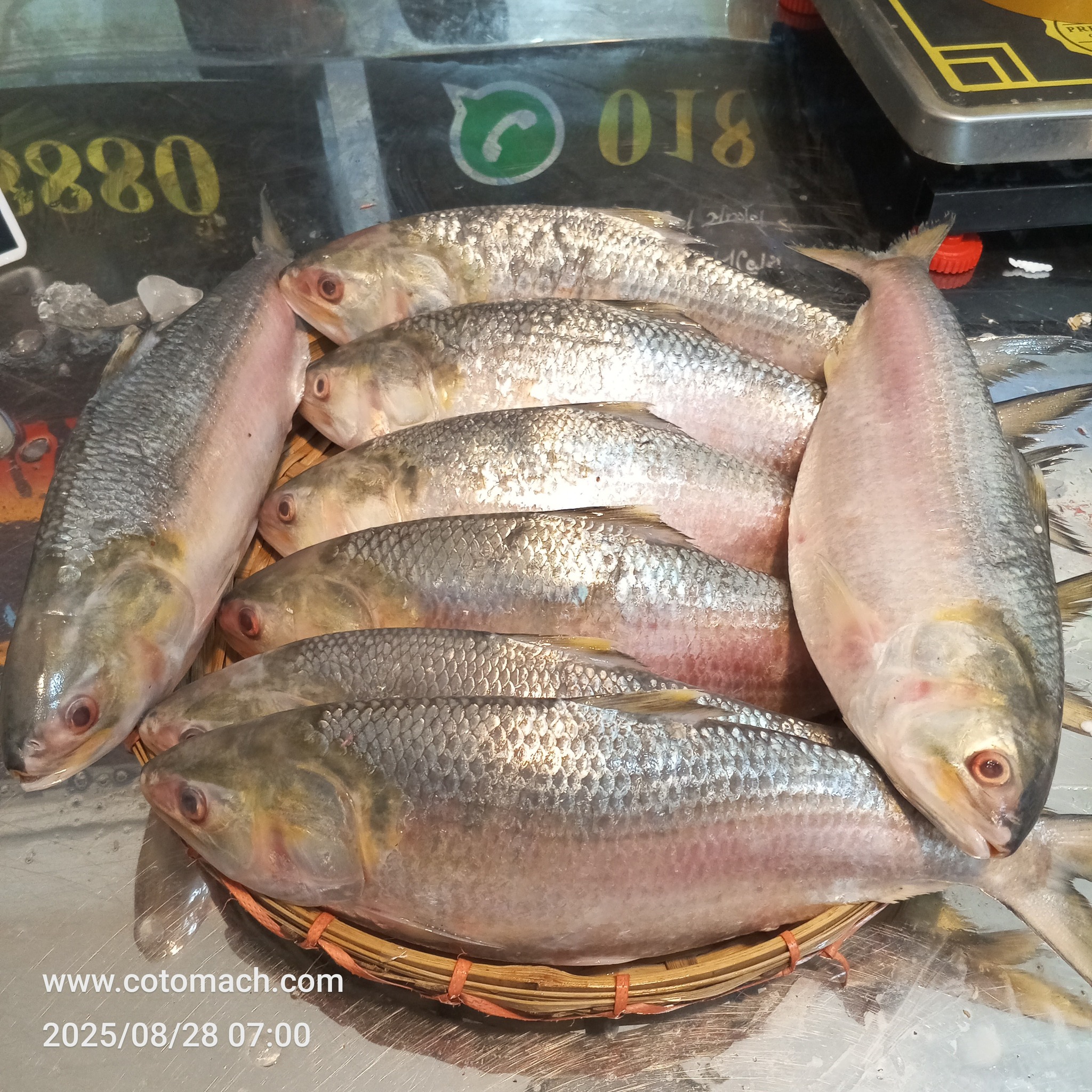 রূপালী ইলিশ (৭০০-৮০০ গ্রাম সাইজ) - ১ কেজি