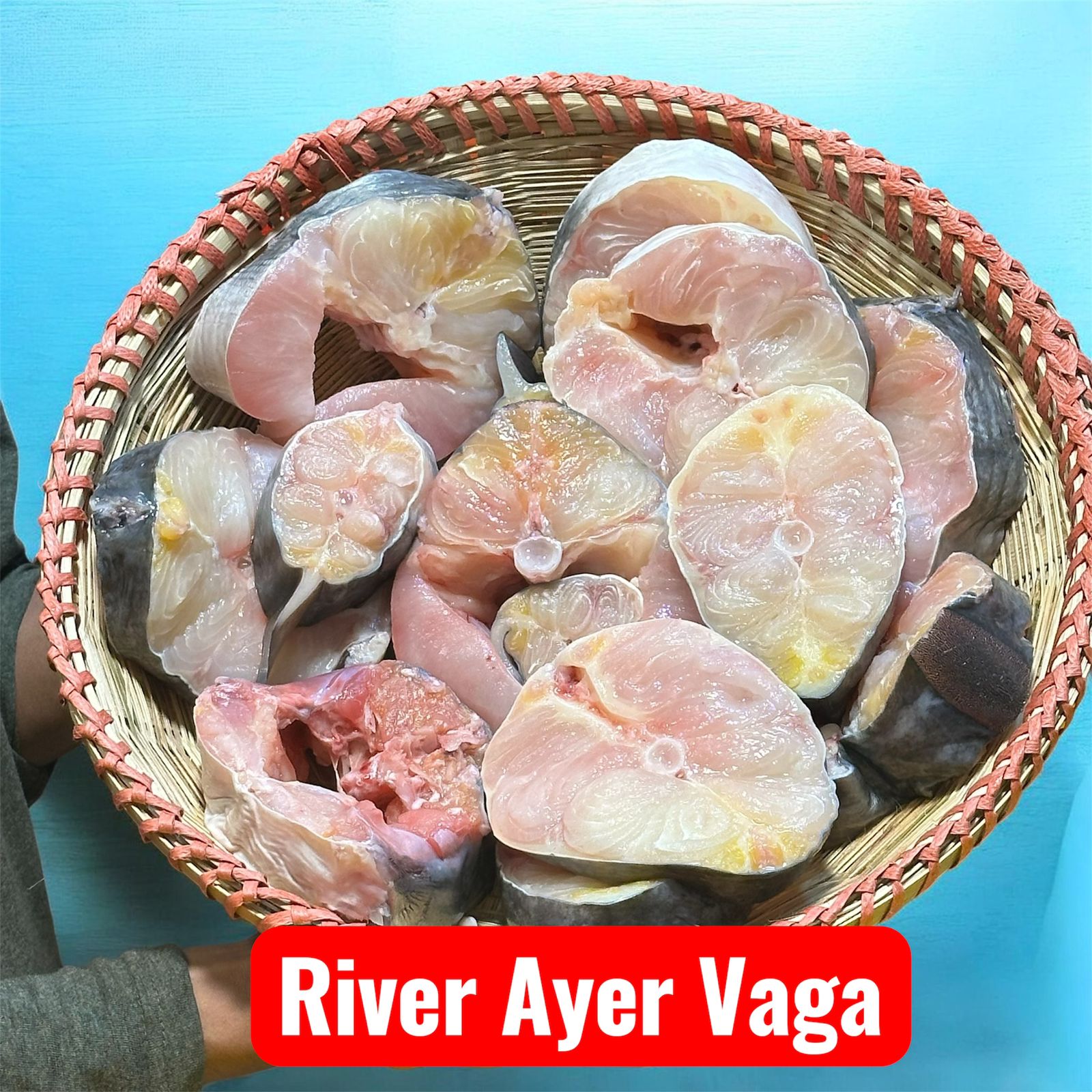 নদীর বড় আইর মাছের ভাগা